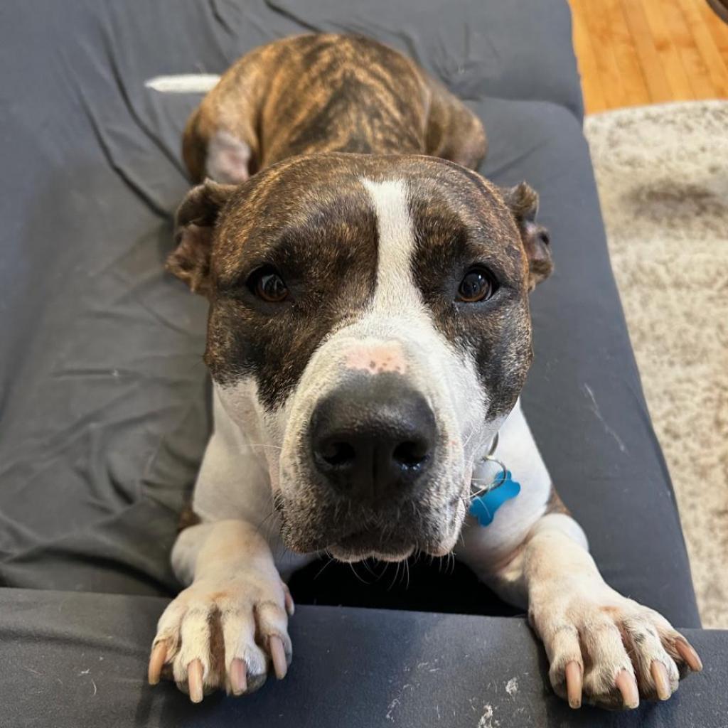 Fran, an adoptable Pit Bull Terrier in Chicago, IL, 60647 | Photo Image 2