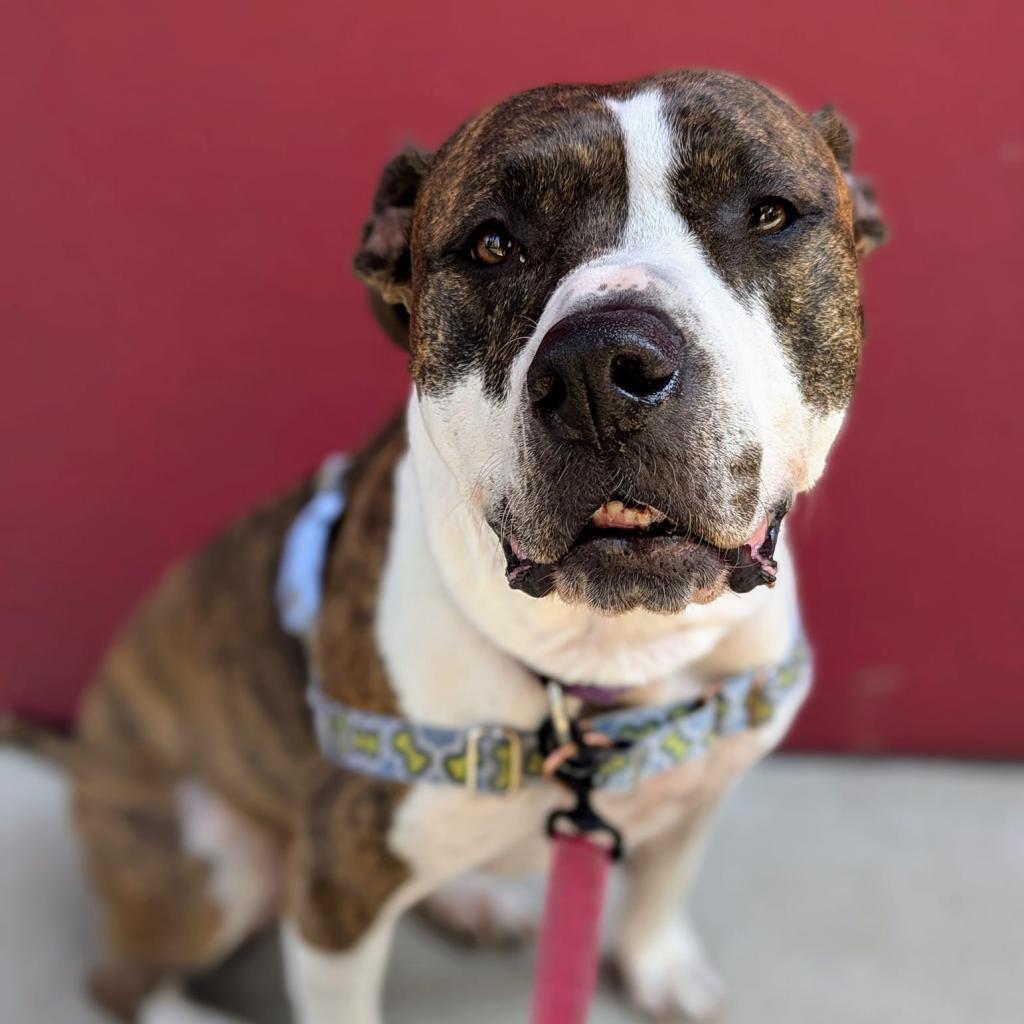 Fran, an adoptable Pit Bull Terrier in Chicago, IL, 60647 | Photo Image 2