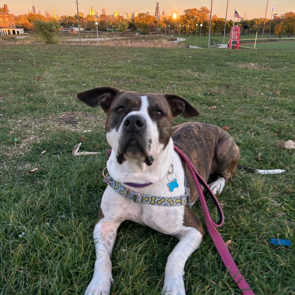 Fran, an adoptable Pit Bull Terrier in Chicago, IL, 60647 | Photo Image 3