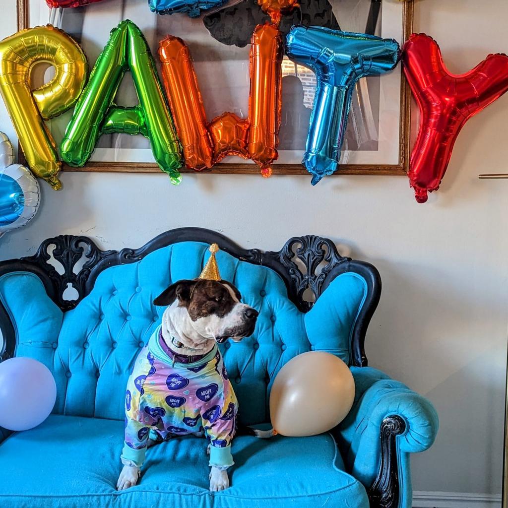 Fran, an adoptable Pit Bull Terrier in Chicago, IL, 60647 | Photo Image 3