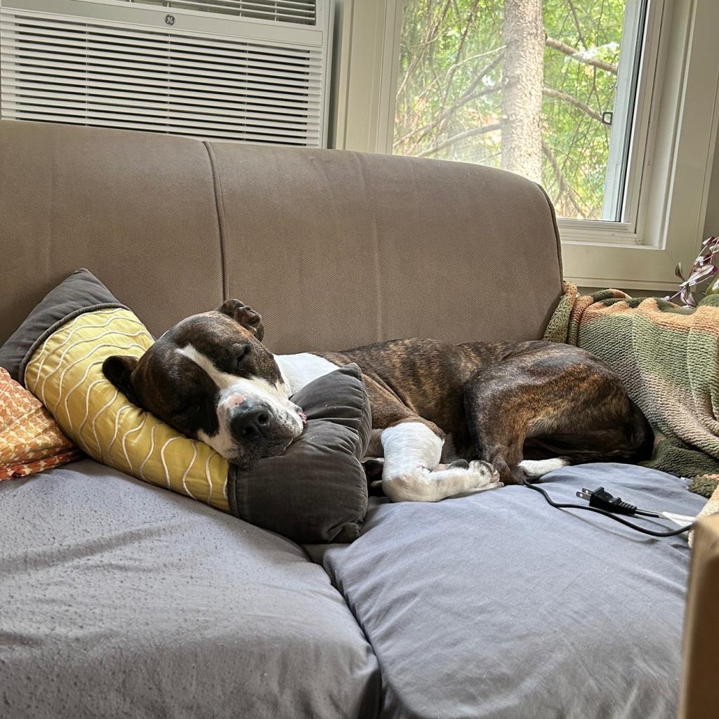 Fran, an adoptable Pit Bull Terrier in Chicago, IL, 60647 | Photo Image 4