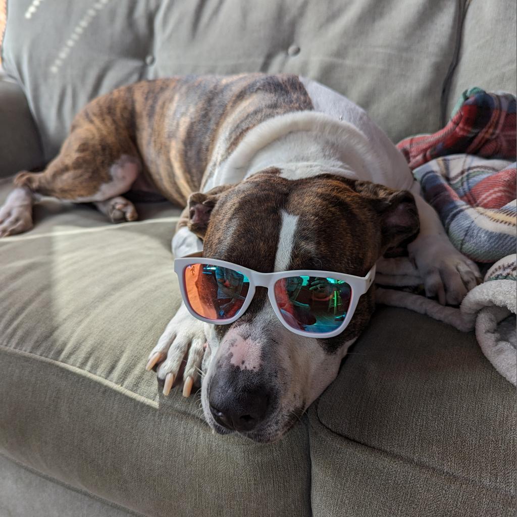 Fran, an adoptable Pit Bull Terrier in Chicago, IL, 60647 | Photo Image 5