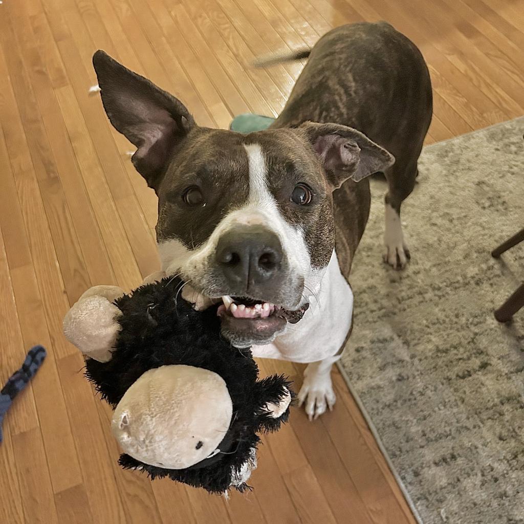 Fran, an adoptable Pit Bull Terrier in Chicago, IL, 60647 | Photo Image 6