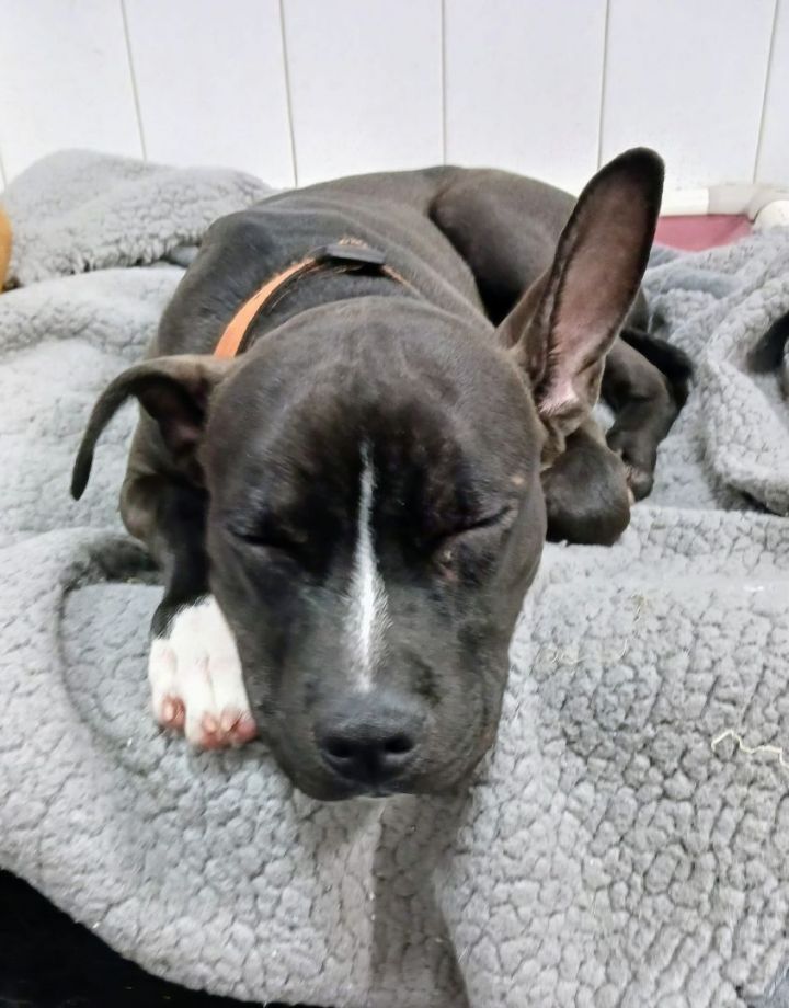 Dog For Adoption - Radar, An American Staffordshire Terrier In 