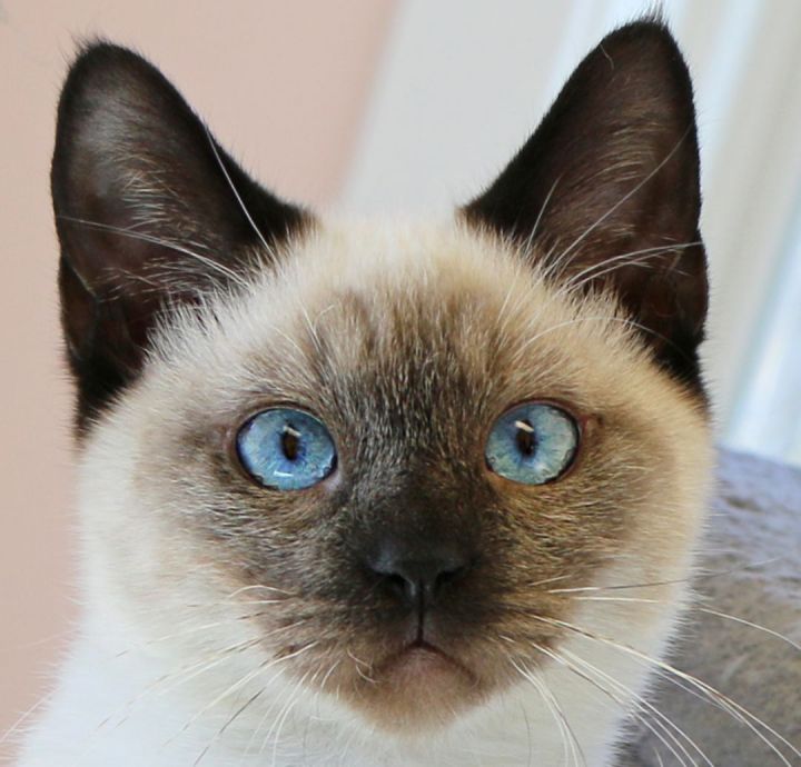 Bear, an adopted Siamese in Charles Town, WV_image-1