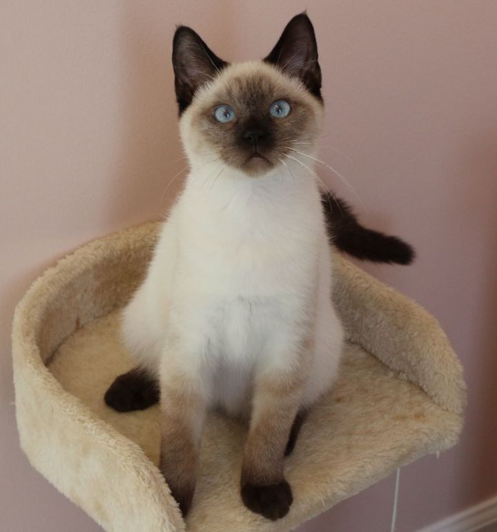 Bear, an adopted Siamese in Charles Town, WV_image-4