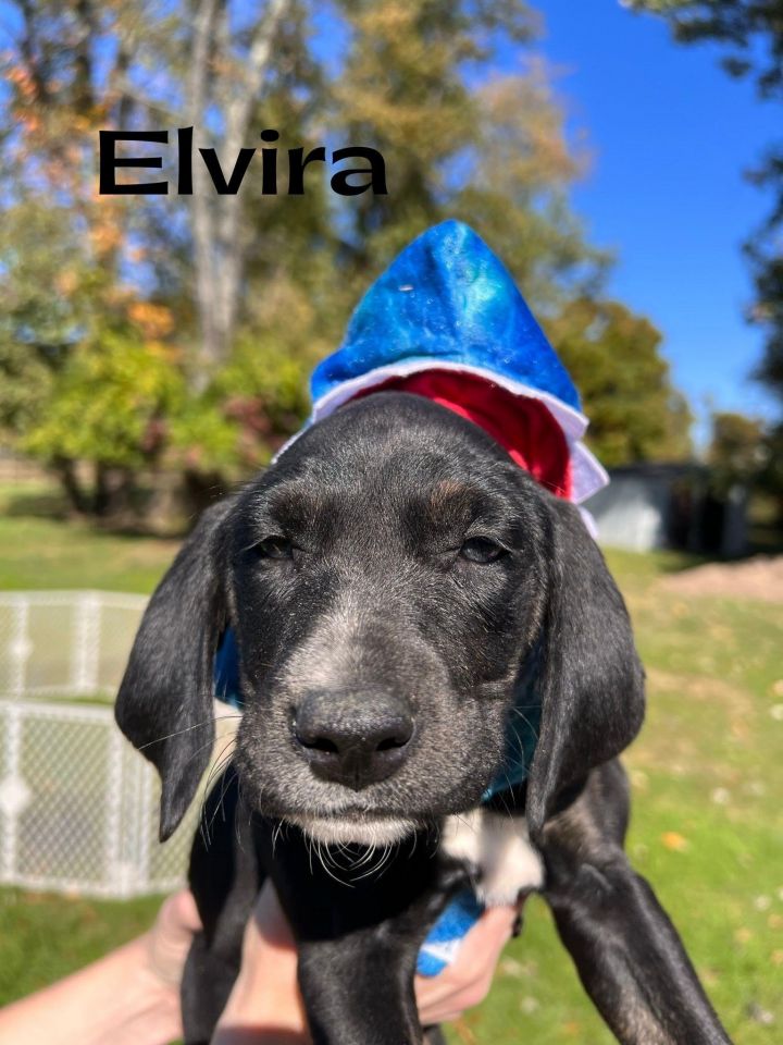 Elvira, an adoptable Hound Mix in Rockville, MD_image-2