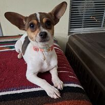 Pebbles, an adoptable Rat Terrier, Chihuahua in Silverton, OR, 97381 | Photo Image 2