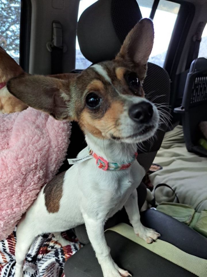 Dog For Adoption Pebbles A Rat Terrier And Chihuahua Mix In Silverton