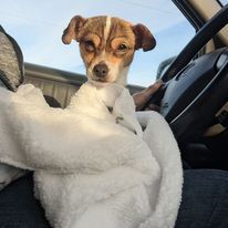 Pebbles, an adoptable Rat Terrier, Chihuahua in Silverton, OR, 97381 | Photo Image 3