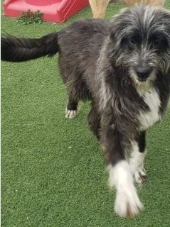 Irish wolfhound hot sale collie mix