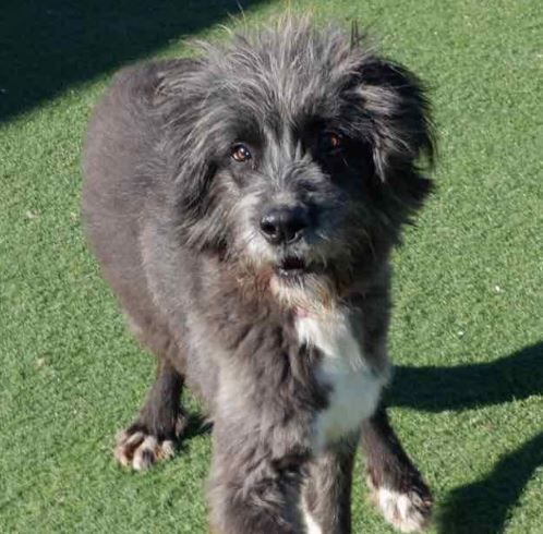 Silver, an adoptable Irish Wolfhound in Hamilton, ON, L8L 7K2 | Photo Image 1