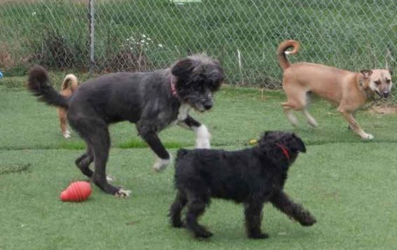 Silver, an adoptable Irish Wolfhound in Hamilton, ON, L8L 7K2 | Photo Image 6