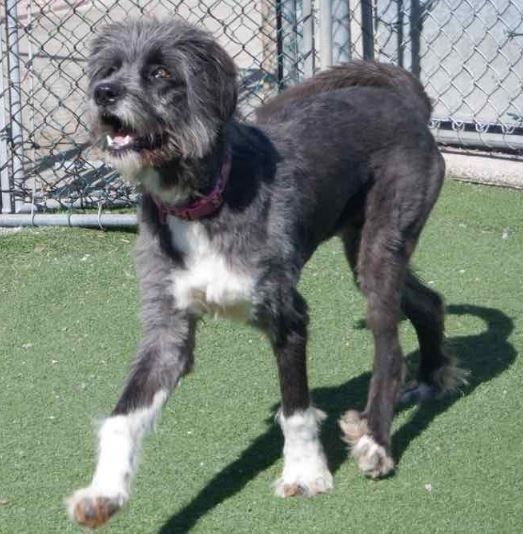 Silver, an adoptable Irish Wolfhound in Hamilton, ON, L8L 7K2 | Photo Image 5