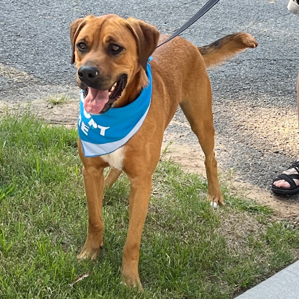 Reaver, an adoptable Mixed Breed, Boxer in Little Rock, AR, 72207 | Photo Image 1