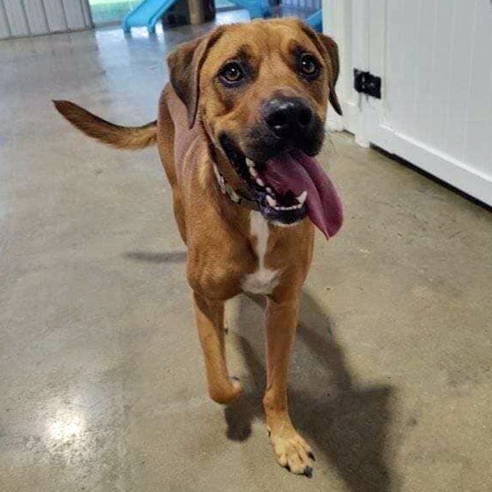 Reaver, an adoptable Mixed Breed, Boxer in Little Rock, AR, 72207 | Photo Image 3