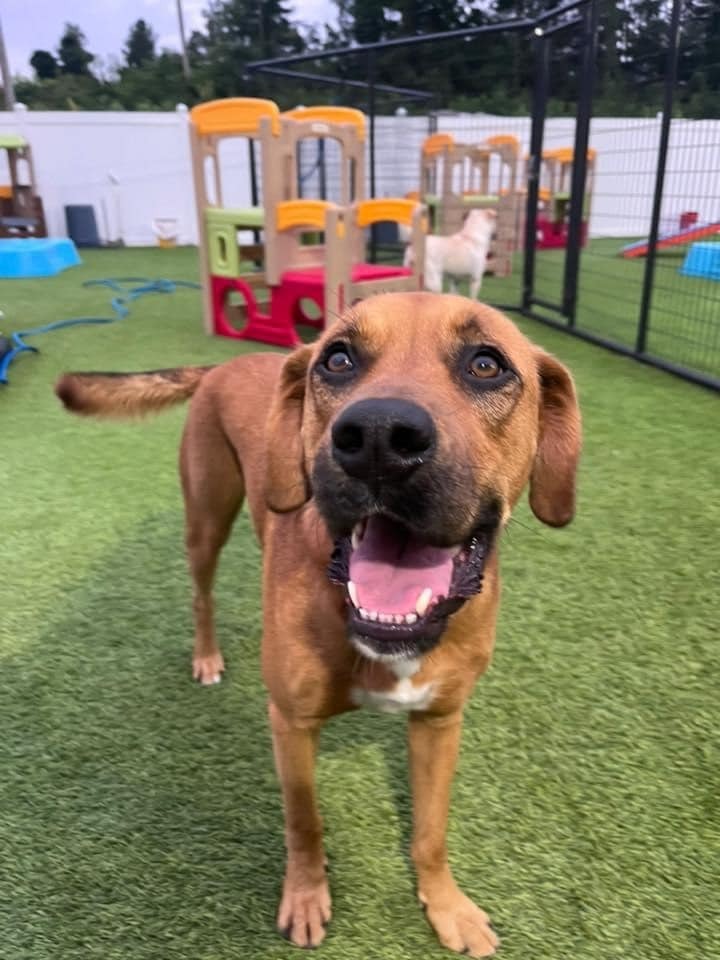 Reaver, an adoptable Mixed Breed, Boxer in Little Rock, AR, 72207 | Photo Image 3