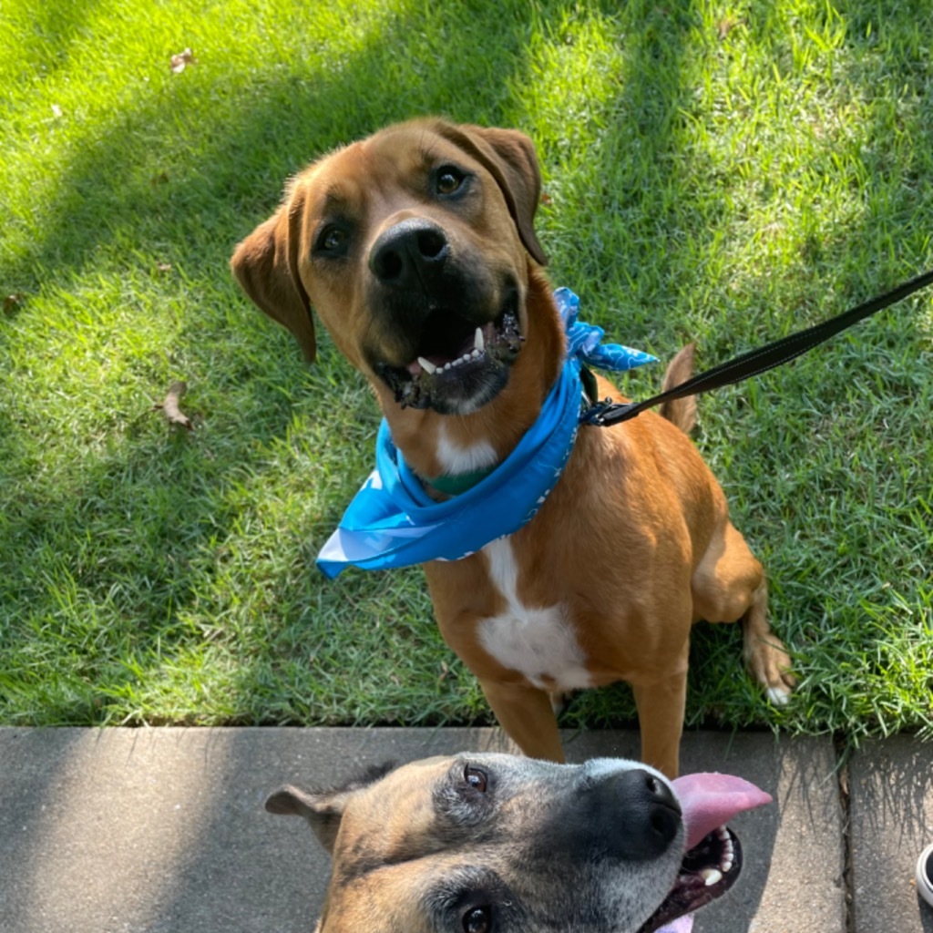 Reaver, an adoptable Mixed Breed, Boxer in Little Rock, AR, 72207 | Photo Image 3