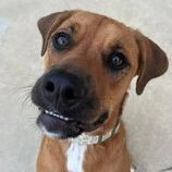 Reaver, an adoptable Mixed Breed, Boxer in Little Rock, AR, 72207 | Photo Image 4