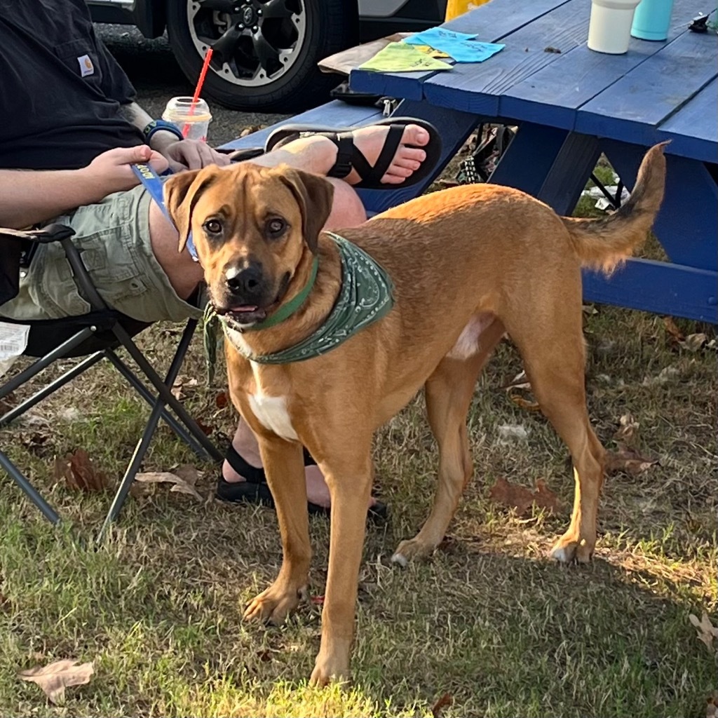 Reaver, an adoptable Mixed Breed, Boxer in Little Rock, AR, 72207 | Photo Image 4