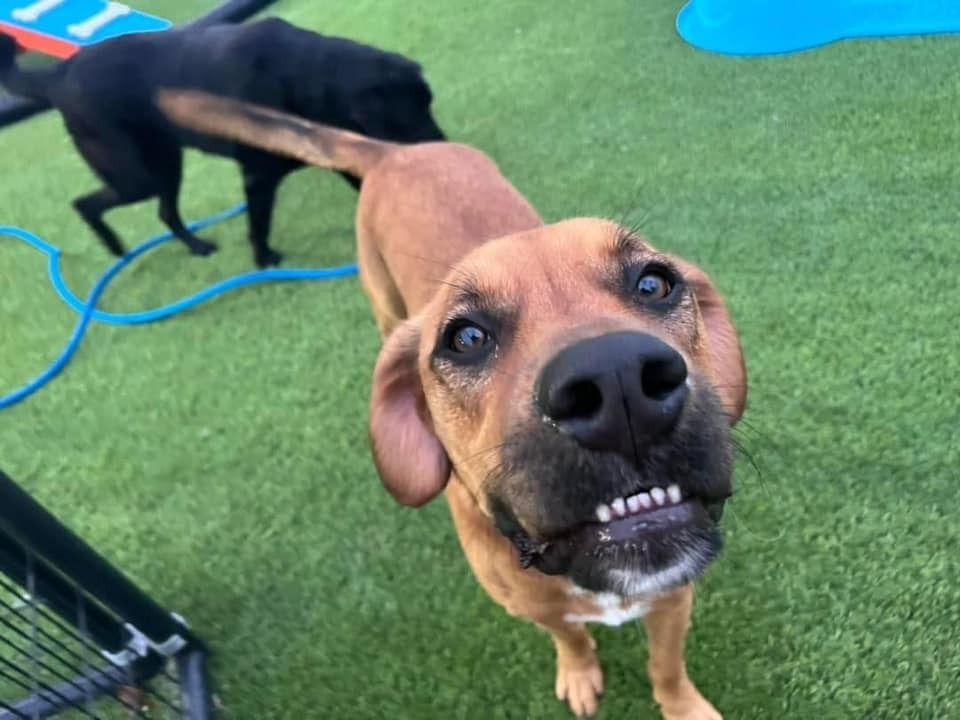 Reaver, an adoptable Mixed Breed, Boxer in Little Rock, AR, 72207 | Photo Image 5