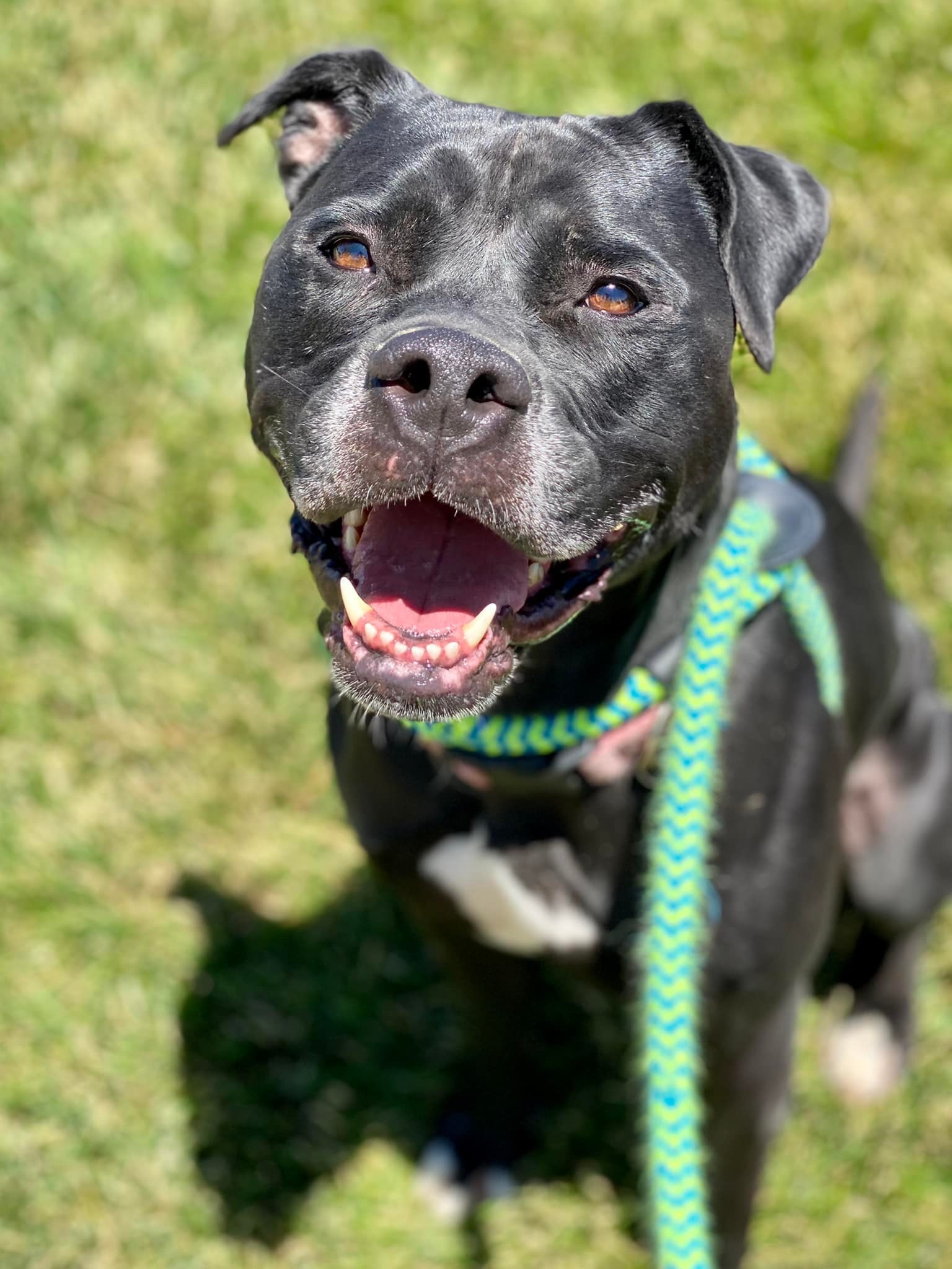 Kogi, an adoptable Labrador Retriever in Florissant, MO, 63034 | Photo Image 1