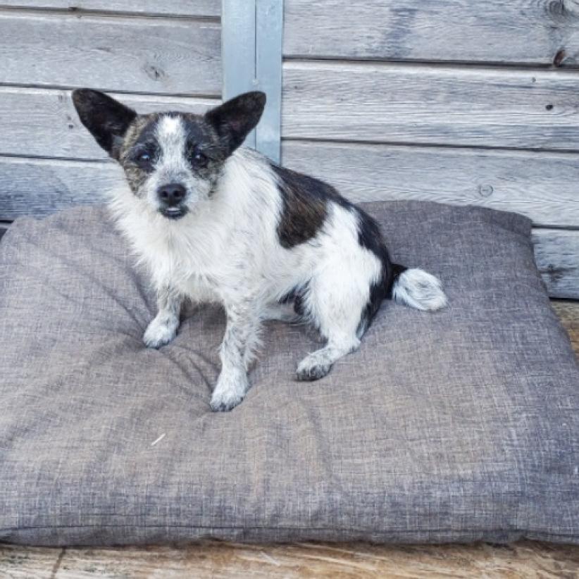 DIXIE DOG, an adoptable Terrier in Point Richmond, CA, 94801 | Photo Image 1