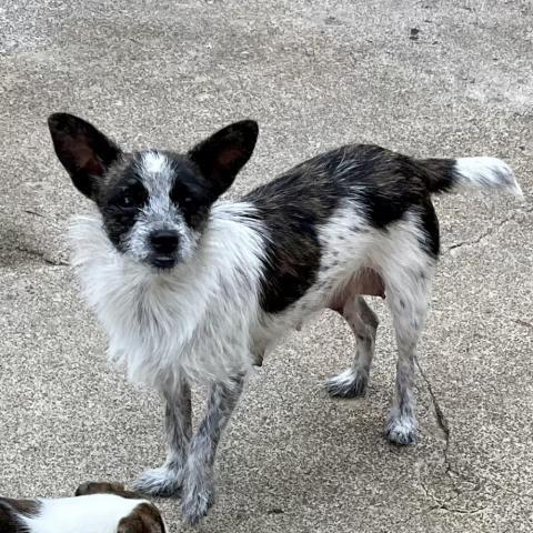 DIXIE DOG, an adoptable Terrier in Point Richmond, CA, 94801 | Photo Image 2