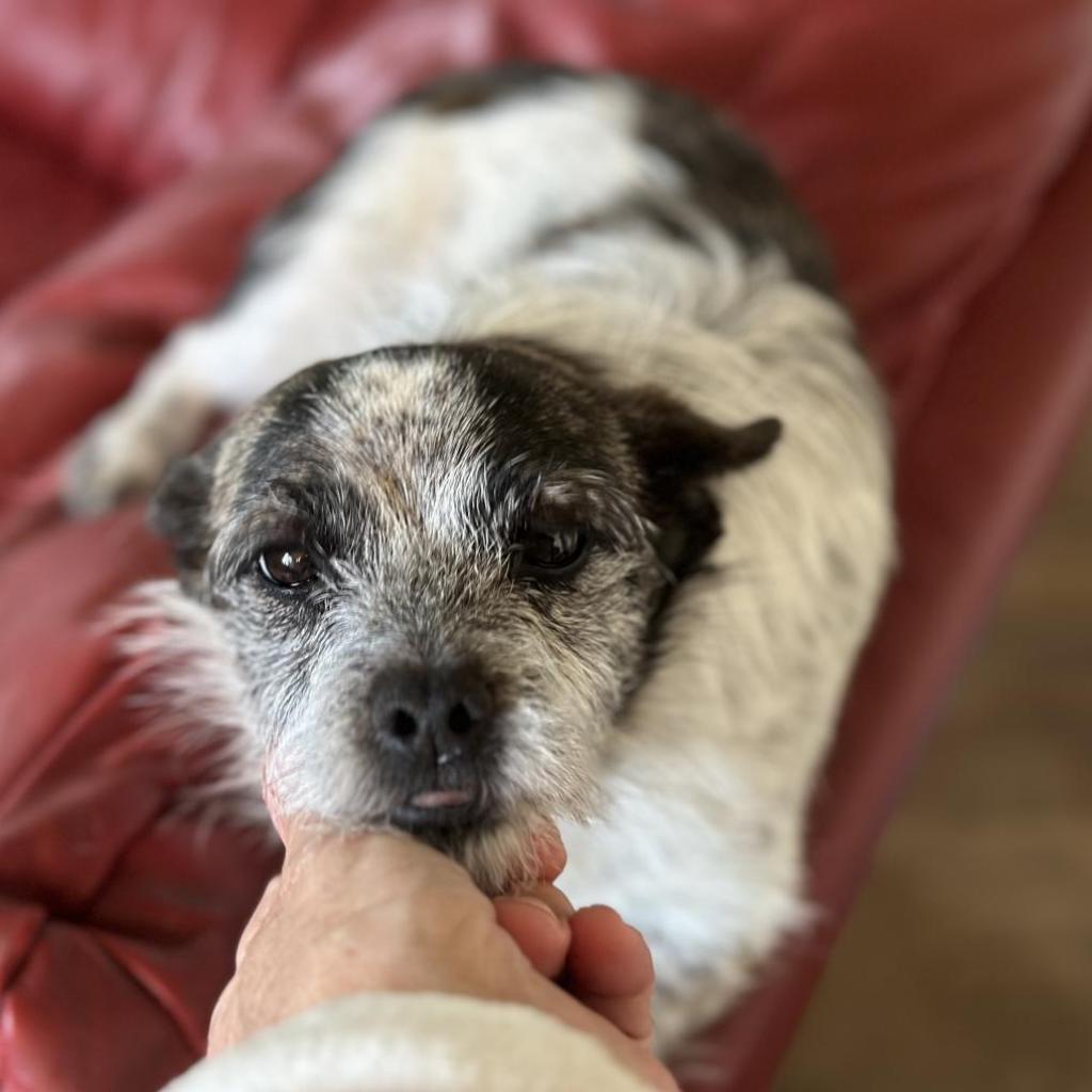DIXIE DOG, an adoptable Terrier in Point Richmond, CA, 94801 | Photo Image 2