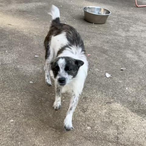 DIXIE DOG, an adoptable Terrier in Point Richmond, CA, 94801 | Photo Image 3