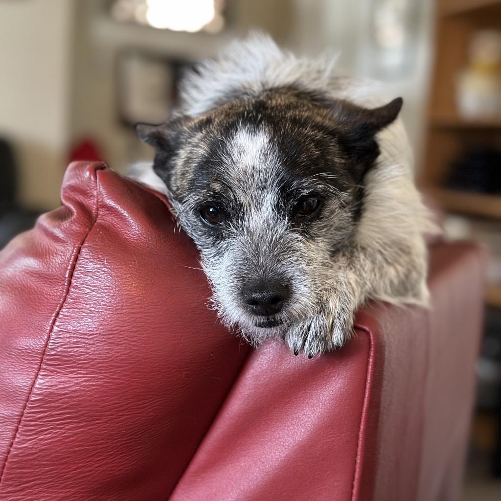 DIXIE DOG, an adoptable Terrier in Point Richmond, CA, 94801 | Photo Image 3