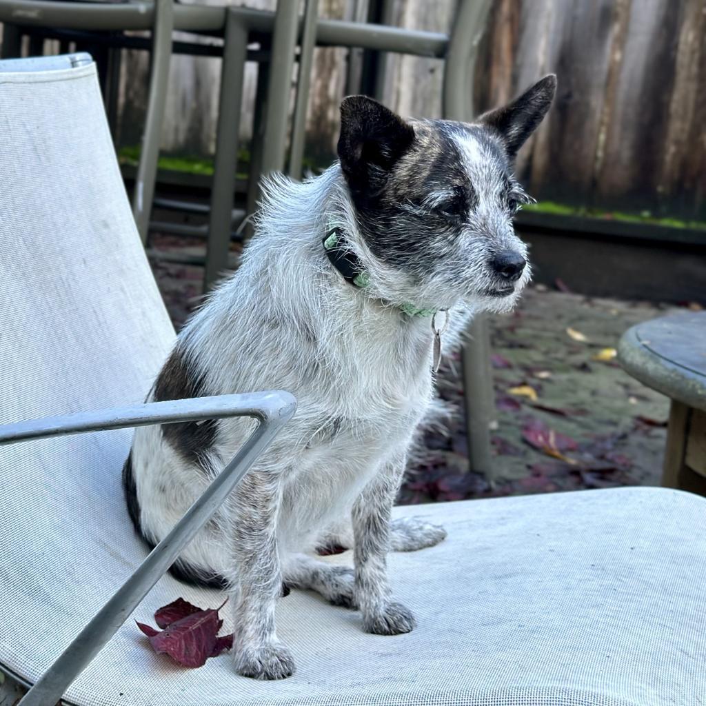 DIXIE DOG, an adoptable Terrier in Point Richmond, CA, 94801 | Photo Image 4