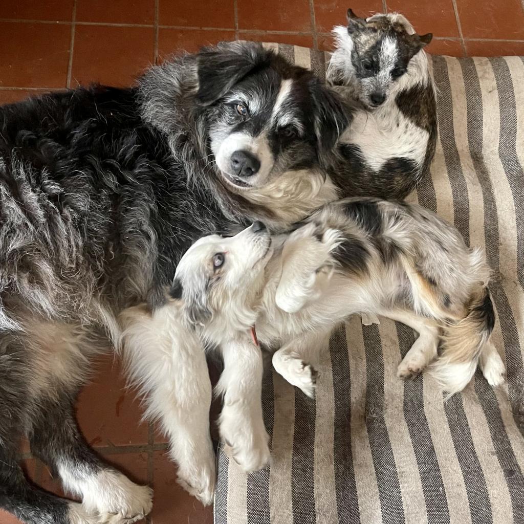 DIXIE DOG, an adoptable Terrier in Point Richmond, CA, 94801 | Photo Image 5