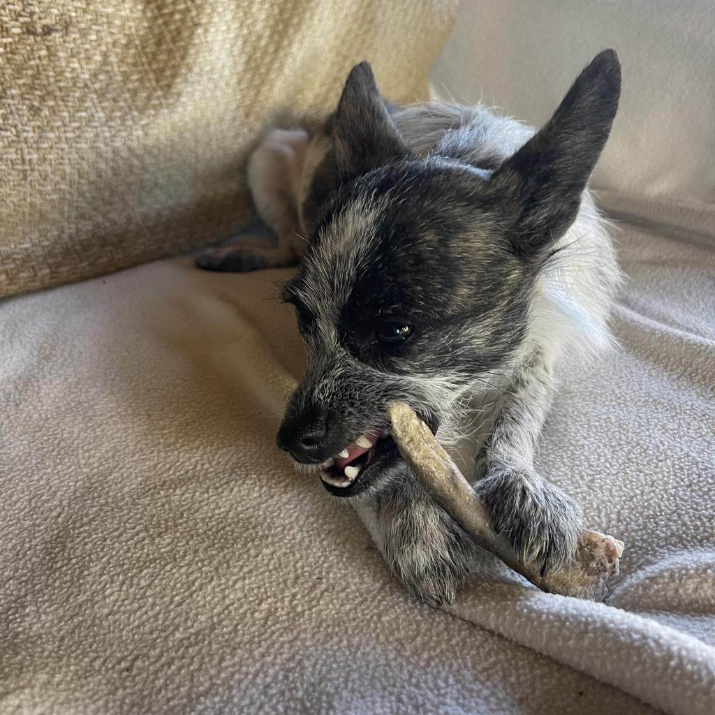 DIXIE DOG, an adoptable Terrier in Point Richmond, CA, 94801 | Photo Image 6