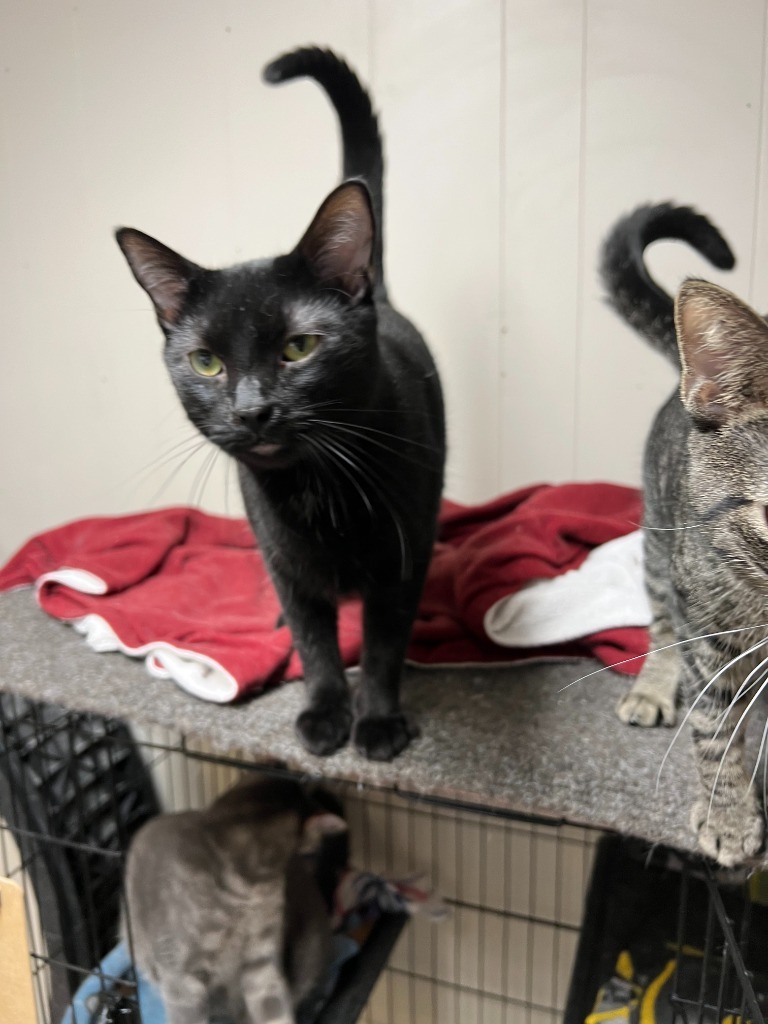 Forrest, an adoptable Domestic Short Hair in Algona, IA, 50511 | Photo Image 1