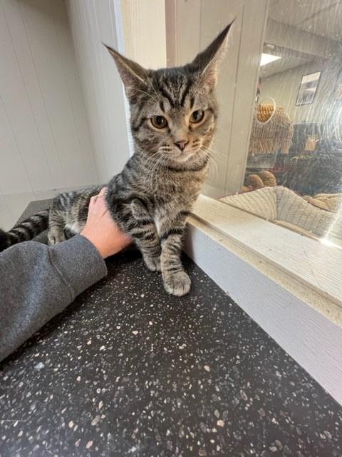 Oakley, an adoptable Domestic Short Hair in Algona, IA, 50511 | Photo Image 2