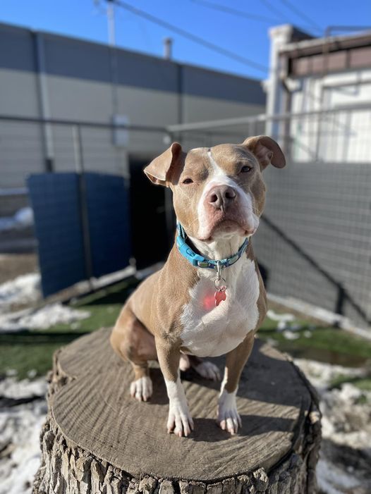 DJ, an adoptable Pit Bull Terrier in Cedar Rapids, IA, 52405 | Photo Image 1