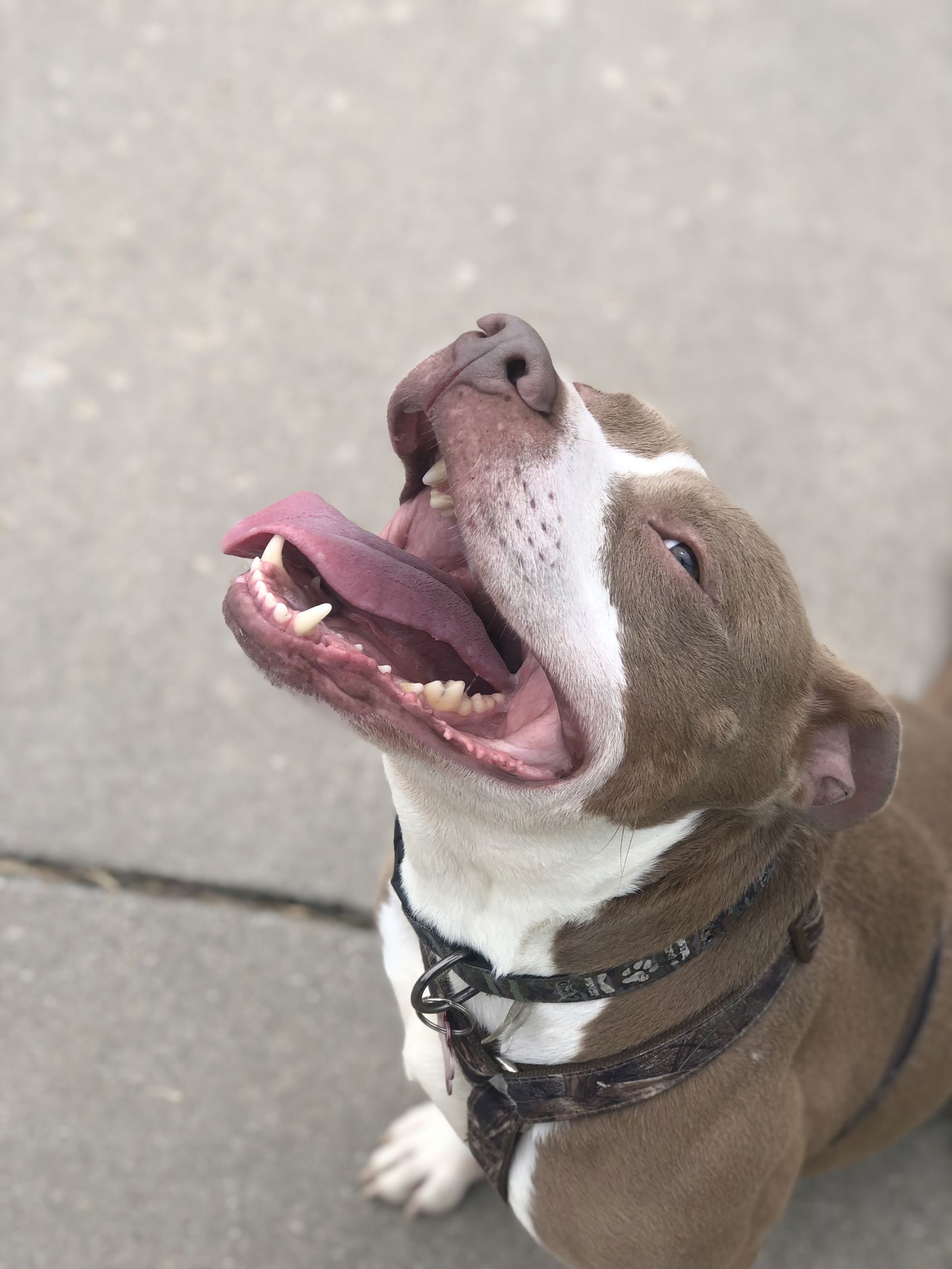 DJ, an adoptable Pit Bull Terrier in Cedar Rapids, IA, 52405 | Photo Image 2