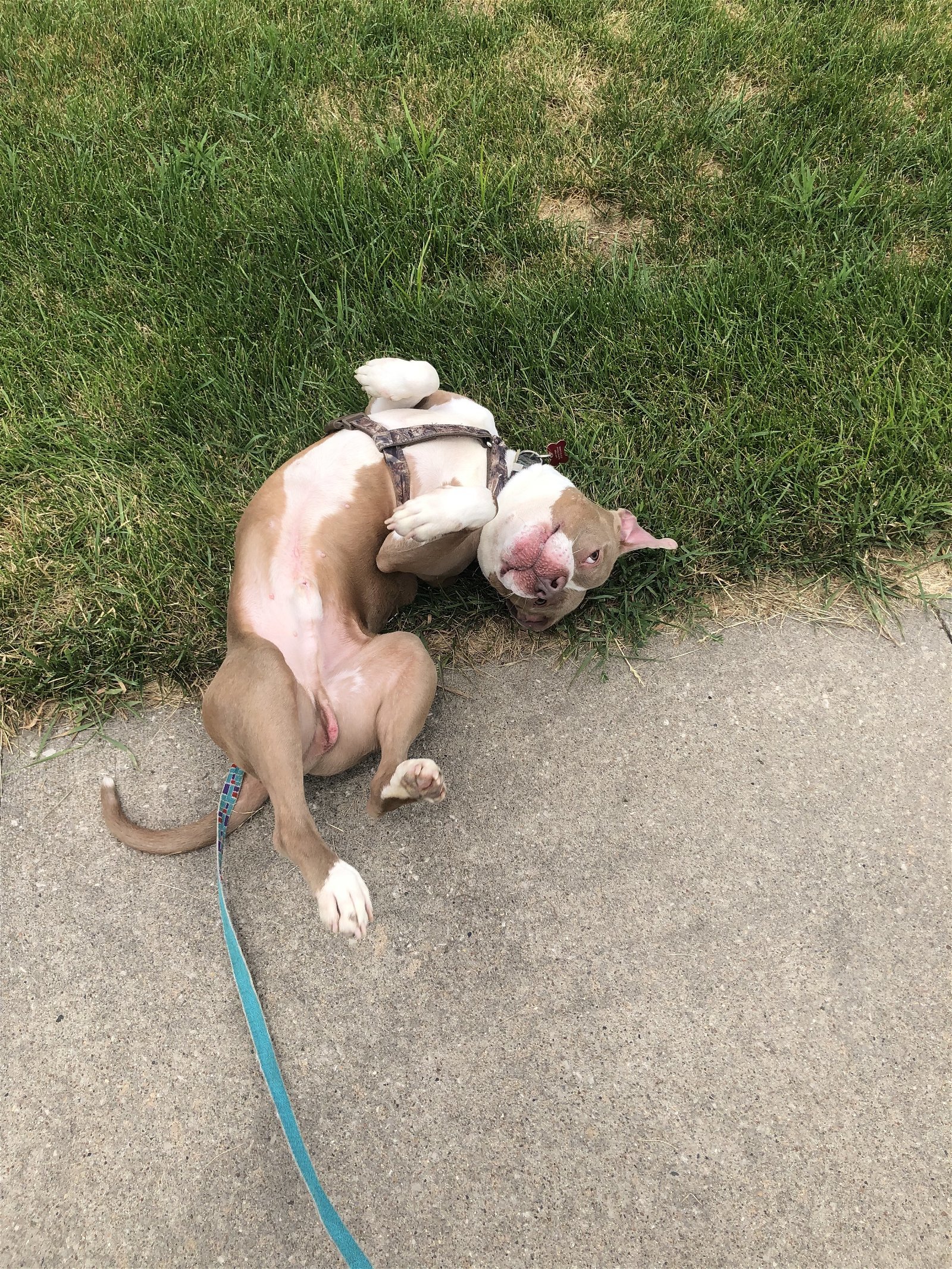 DJ, an adoptable Pit Bull Terrier in Cedar Rapids, IA, 52405 | Photo Image 3