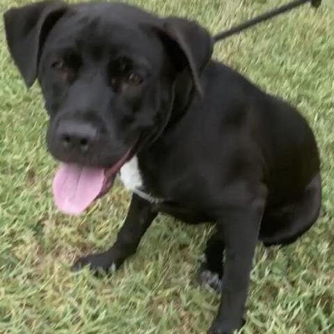 Hugo, an adoptable Black Labrador Retriever, Mixed Breed in Irvington, AL, 36544 | Photo Image 1