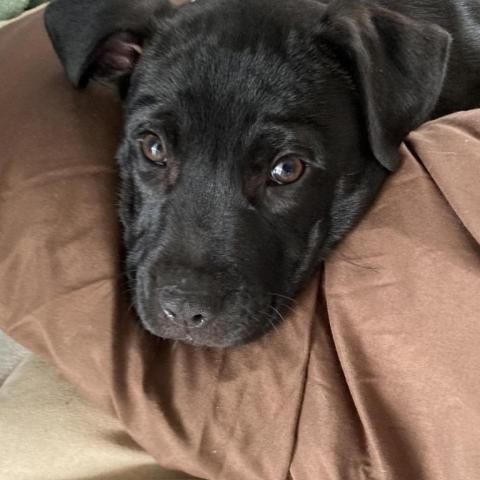 Hugo, an adoptable Black Labrador Retriever, Mixed Breed in Irvington, AL, 36544 | Photo Image 2