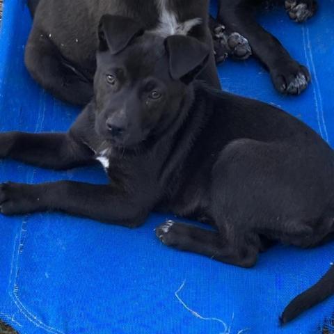 Hugo, an adoptable Black Labrador Retriever, Mixed Breed in Irvington, AL, 36544 | Photo Image 3