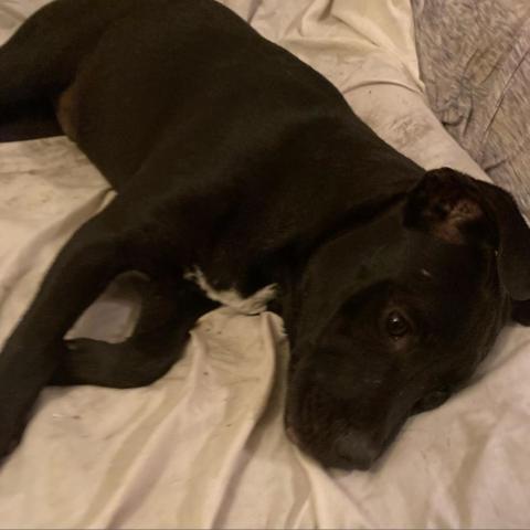 Hugo, an adoptable Black Labrador Retriever, Mixed Breed in Irvington, AL, 36544 | Photo Image 4