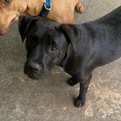 Hugo, an adoptable Black Labrador Retriever, Mixed Breed in Irvington, AL, 36544 | Photo Image 4