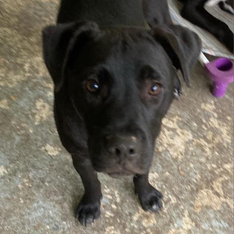 Hugo, an adoptable Black Labrador Retriever, Mixed Breed in Irvington, AL, 36544 | Photo Image 5