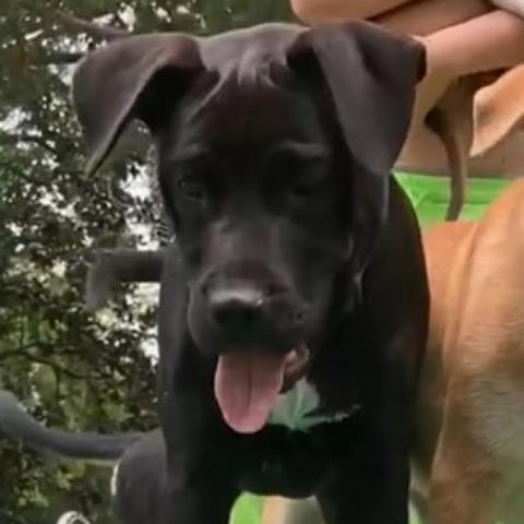 Hugo, an adoptable Black Labrador Retriever, Mixed Breed in Irvington, AL, 36544 | Photo Image 6