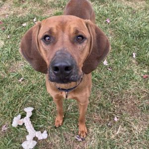 redbone coonhound puppies for sale in florida