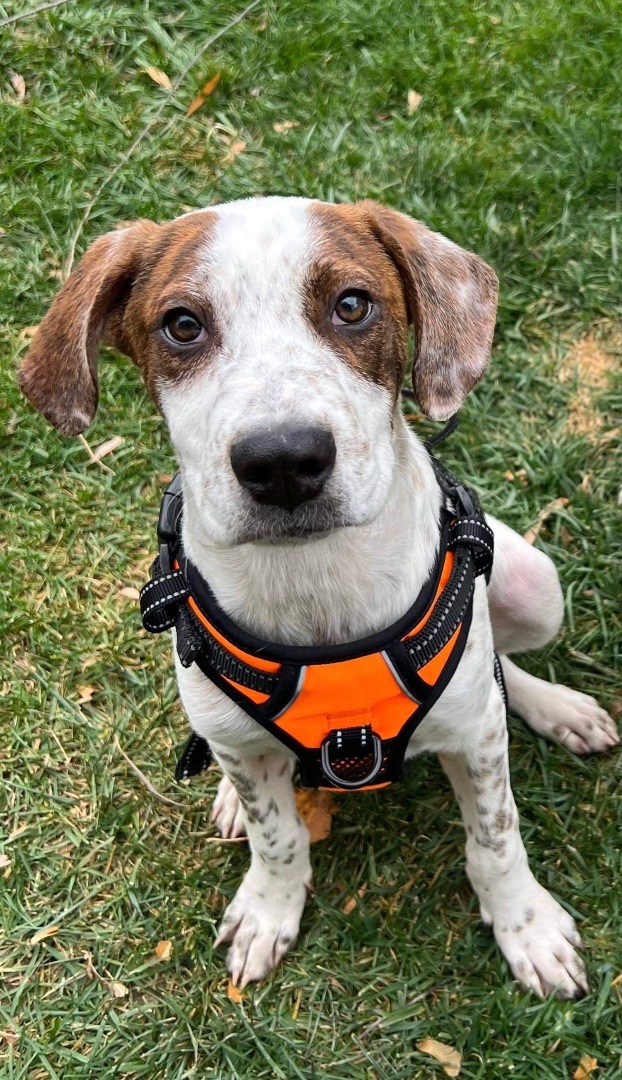 Clark, an adopted Pointer in Rochester, NY_image-2