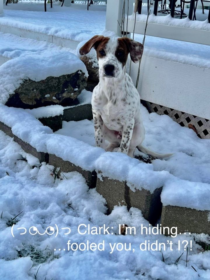 Clark, an adopted Pointer in Rochester, NY_image-4