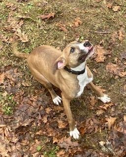 Clyde, loving boy, more info added, an adoptable Boxer, Boston Terrier in Coventry, CT, 06238 | Photo Image 2